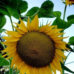 🌻30 Sunflower Seeds Plant 2026 USA GROWN 🇺🇸 Giant & Small Mixed